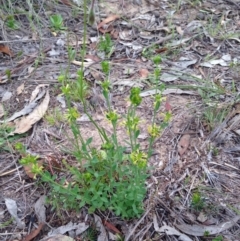 Pimelea curviflora at Bungendore, NSW - 14 Nov 2015