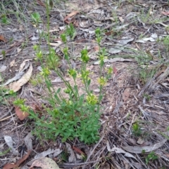 Pimelea curviflora at Bungendore, NSW - 14 Nov 2015