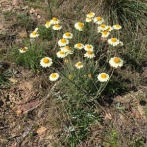 Leucochrysum albicans subsp. albicans at Bungendore, NSW - 14 Nov 2015