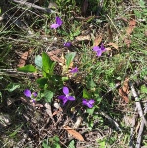 Viola betonicifolia at Bungendore, NSW - 14 Nov 2015