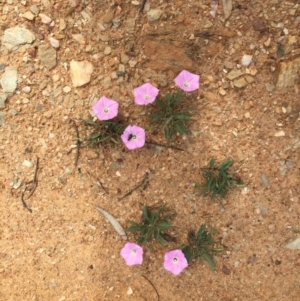 Convolvulus angustissimus subsp. angustissimus at Bungendore, NSW - 14 Nov 2015