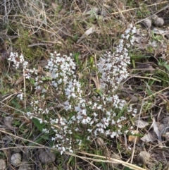 Cryptandra amara (Bitter Cryptandra) at Bungendore, NSW - 14 Nov 2015 by yellowboxwoodland