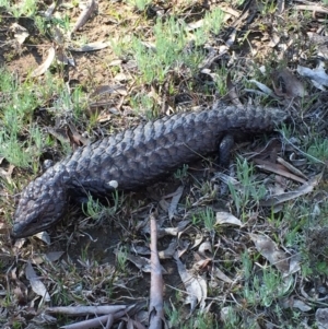 Tiliqua rugosa at Bungendore, NSW - 14 Nov 2015 02:52 PM