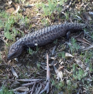 Tiliqua rugosa at Bungendore, NSW - 14 Nov 2015 02:52 PM