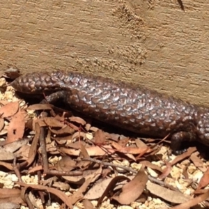 Tiliqua rugosa at Bungendore, NSW - 14 Nov 2015 02:54 PM