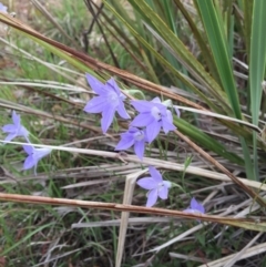 Wahlenbergia stricta subsp. stricta (Tall Bluebell) at O'Connor, ACT - 1 Nov 2015 by ibaird