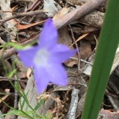 Wahlenbergia stricta subsp. stricta at O'Connor, ACT - 1 Nov 2015 01:22 PM