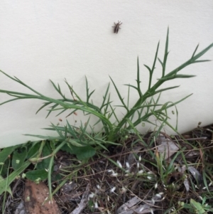 Eryngium ovinum at Bungendore, NSW - 14 Nov 2015