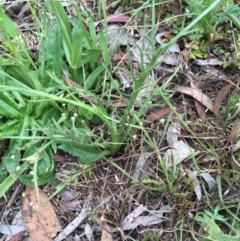 Eryngium ovinum at Bungendore, NSW - 14 Nov 2015