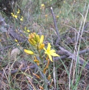 Bulbine bulbosa at O'Connor, ACT - 1 Nov 2015