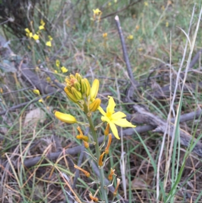Bulbine bulbosa (Golden Lily) at O'Connor, ACT - 1 Nov 2015 by ibaird