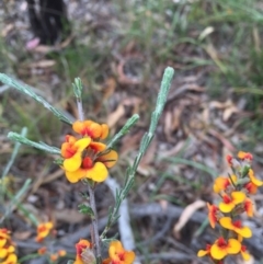 Dillwynia sericea (Egg And Bacon Peas) at O'Connor, ACT - 1 Nov 2015 by ibaird