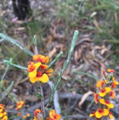 Dillwynia sericea (Egg And Bacon Peas) at O'Connor, ACT - 1 Nov 2015 by ibaird
