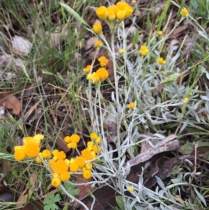 Chrysocephalum apiculatum at Bungendore, NSW - 14 Nov 2015 03:30 PM