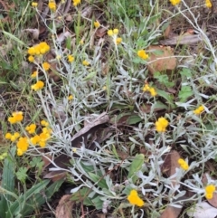 Chrysocephalum apiculatum at Bungendore, NSW - 14 Nov 2015 03:30 PM