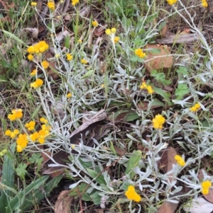 Chrysocephalum apiculatum at Bungendore, NSW - 14 Nov 2015 03:30 PM