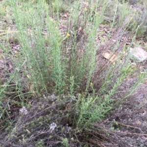 Chrysocephalum semipapposum at Bungendore, NSW - 14 Nov 2015