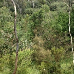 Phascolarctos cinereus (Koala) at Horsnell Gully, SA - 14 Nov 2015 by Spotto