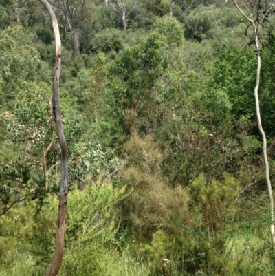 Phascolarctos cinereus (Koala) at Horsnell Gully, SA - 14 Nov 2015 by Spotto