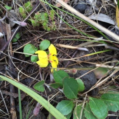 Goodenia hederacea (Ivy Goodenia) at Bungendore, NSW - 14 Nov 2015 by yellowboxwoodland