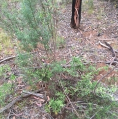 Billardiera scandens at O'Connor, ACT - 1 Nov 2015