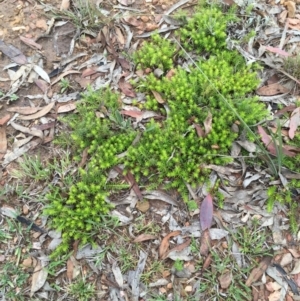 Astroloma humifusum at Bungendore, NSW - 14 Nov 2015