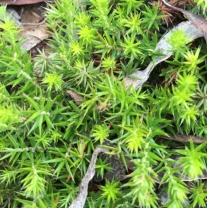 Astroloma humifusum at Bungendore, NSW - 14 Nov 2015