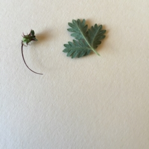 Acaena echinata at Bungendore, NSW - 14 Nov 2015