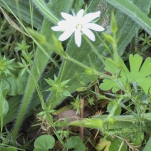 Stellaria pungens at Bungendore, NSW - 14 Nov 2015 03:02 PM