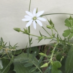 Stellaria pungens at Bungendore, NSW - 14 Nov 2015 03:02 PM