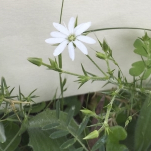 Stellaria pungens at Bungendore, NSW - 14 Nov 2015