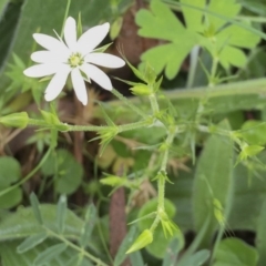 Stellaria pungens at Bungendore, NSW - 14 Nov 2015