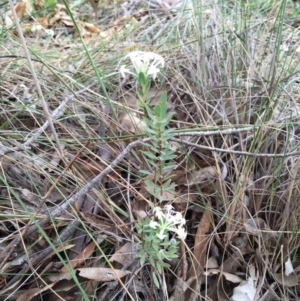 Pimelea linifolia at Bungendore, NSW - 14 Nov 2015 03:44 PM