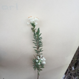 Pimelea linifolia at Bungendore, NSW - 14 Nov 2015 03:44 PM