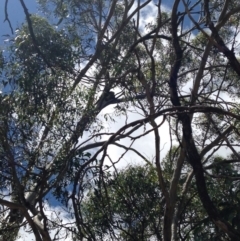 Phascolarctos cinereus (Koala) at Horsnell Gully, SA - 14 Nov 2015 by Spotto