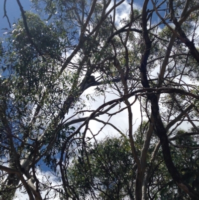 Phascolarctos cinereus (Koala) at Horsnell Gully, SA - 14 Nov 2015 by Spotto