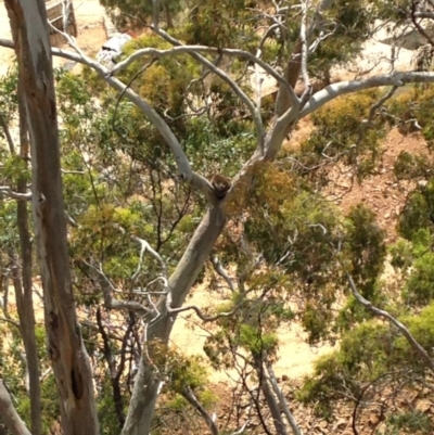 Phascolarctos cinereus (Koala) at Horsnell Gully, SA - 14 Nov 2015 by Spotto