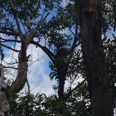 Phascolarctos cinereus (Koala) at Horsnell Gully, SA - 14 Nov 2015 by Spotto