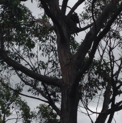 Phascolarctos cinereus (Koala) at Horsnell Gully, SA - 14 Nov 2015 by Spotto