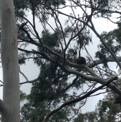 Phascolarctos cinereus (Koala) at Horsnell Gully, SA - 14 Nov 2015 by Spotto