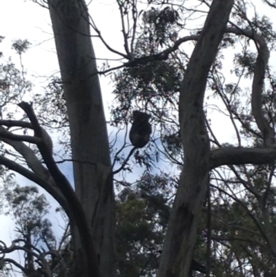 Phascolarctos cinereus (Koala) at Horsnell Gully, SA - 14 Nov 2015 by Spotto