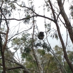 Phascolarctos cinereus (Koala) at Horsnell Gully, SA - 14 Nov 2015 by Spotto