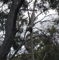 Phascolarctos cinereus (Koala) at Horsnell Gully, SA - 14 Nov 2015 by Spotto