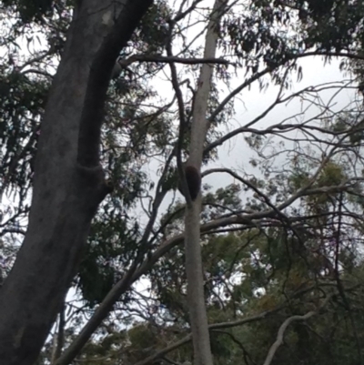 Phascolarctos cinereus (Koala) at Horsnell Gully, SA - 14 Nov 2015 by Spotto
