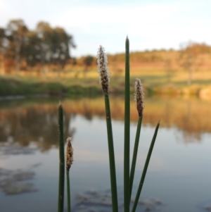 Eleocharis acuta at Bonython, ACT - 25 Oct 2015