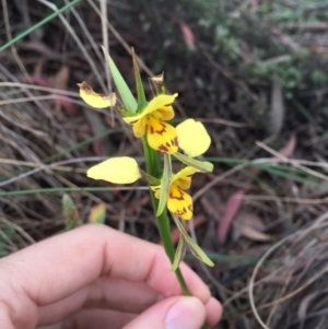 Diuris sulphurea at Bungendore, NSW - 14 Nov 2015