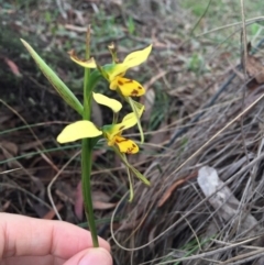 Diuris sulphurea at Bungendore, NSW - 14 Nov 2015