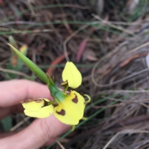 Diuris sulphurea at Bungendore, NSW - 14 Nov 2015