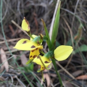 Diuris sulphurea at Bungendore, NSW - 14 Nov 2015