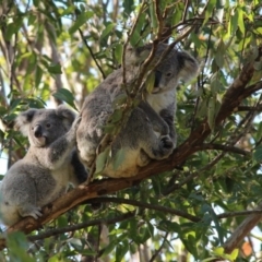 Phascolarctos cinereus (Koala) at Mount Byron, QLD - 13 Nov 2015 by NONILOU